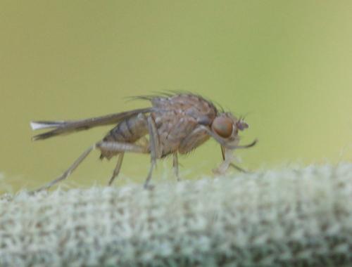 Opomyza sp.